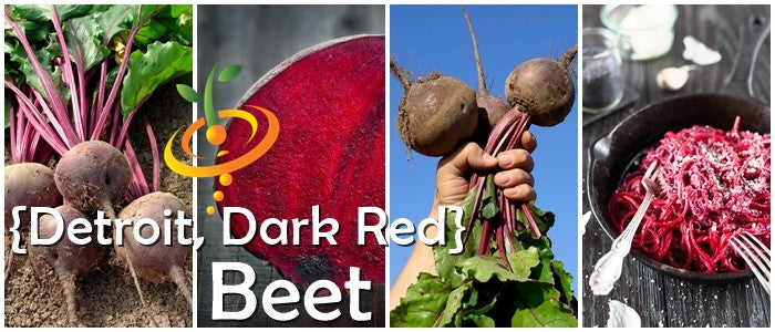 Beet - Detroit (Dark Red).