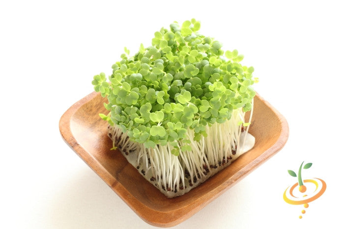 Sprouts/Microgreens - Broccoli.