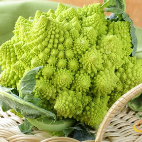 Romanesco broccoli seeds by SeedsNow, fresh green Romanesco broccoli florets with intricate fractal patterns, ready for planting.