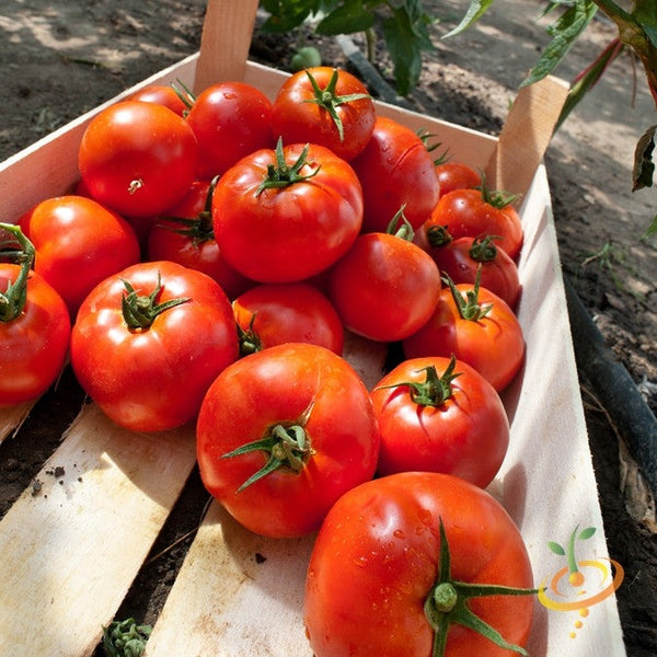 Tomato - Homestead (Determinate) - SeedsNow.com