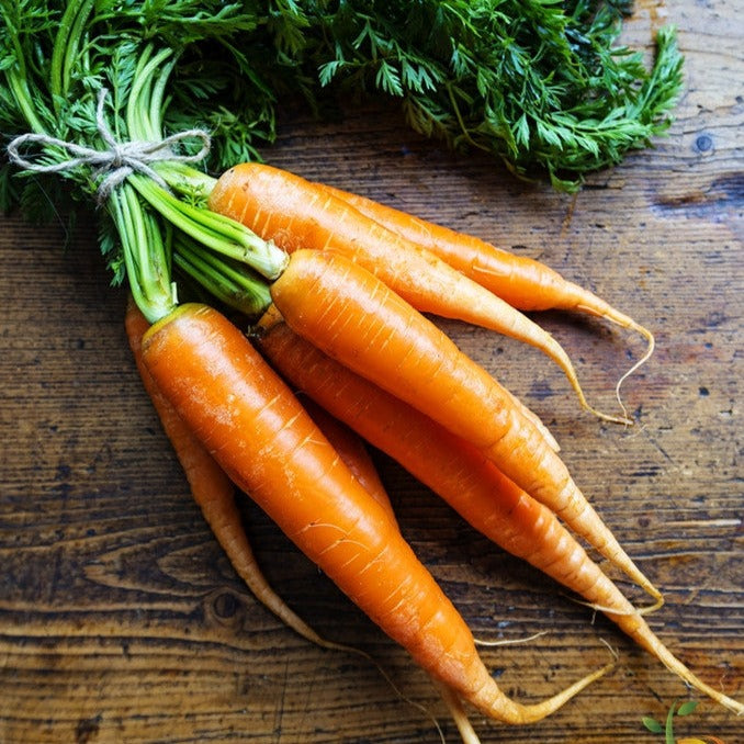 Carrot - Danvers, 7" Long - SeedsNow.com