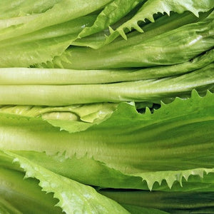 Endive - Broadleaf, Full Heart Batavian - SeedsNow.com