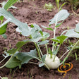 Kohlrabi - Vienna, White - SeedsNow.com