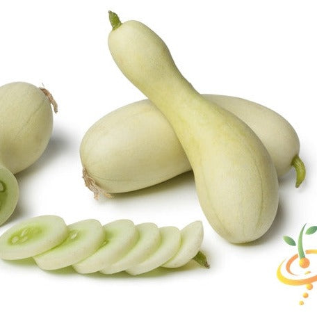 Cucumber - White Wonder - SeedsNow.com