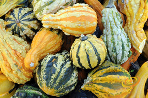 Gourd - Mixed (Small).