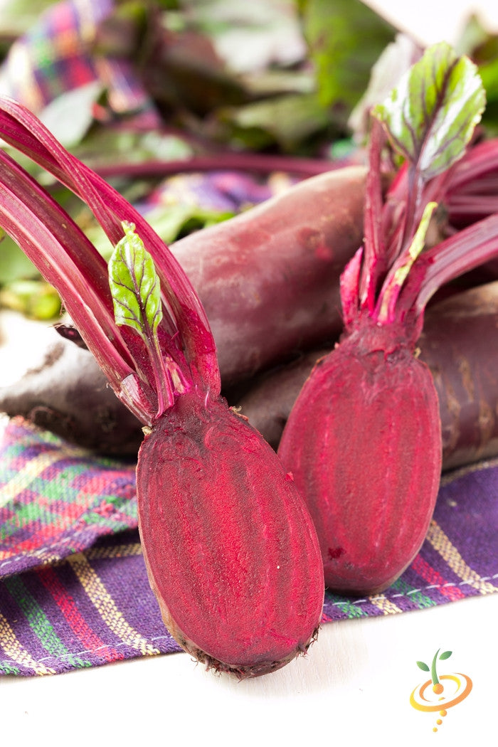 Beet - Cylindra.