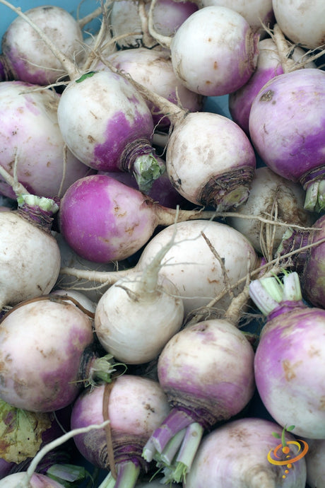Fresh American Purple Top rutabaga roots with purple and yellow skin clustered together