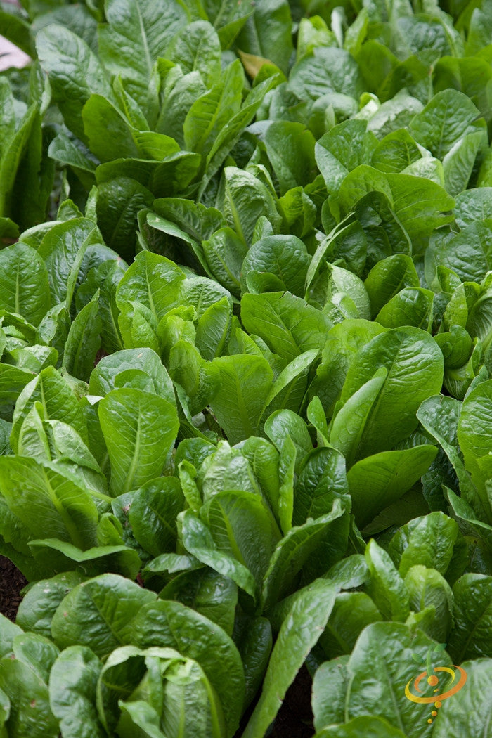 Lettuce - Romaine, Dark Green.