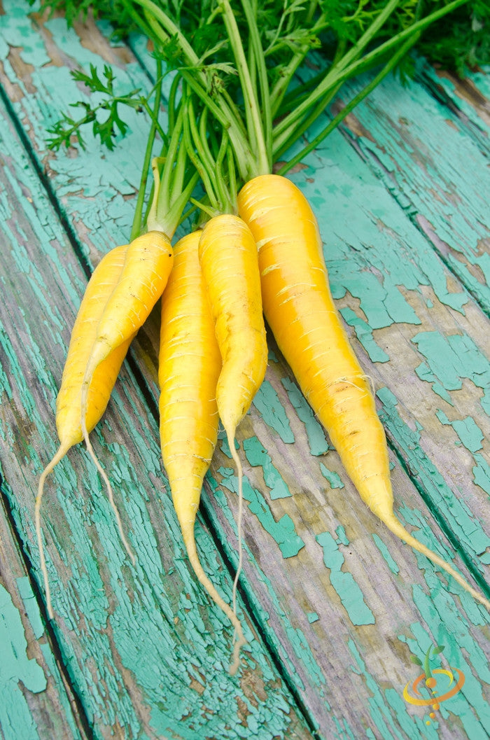 Carrot - Amarillo Yellow, 8" Long.