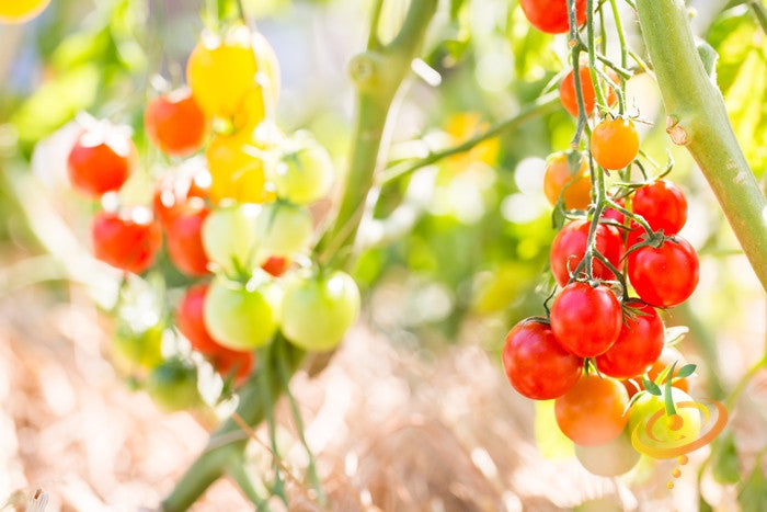 Tomato - Cherry, Red (Large) [INDETERMINATE].