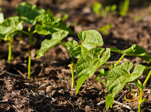 Bean (Bush) - Landreth.