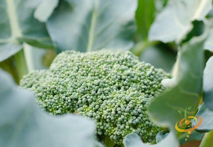 Broccoli - Waltham.