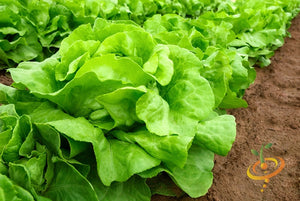 Lettuce - White Boston (Butterhead).