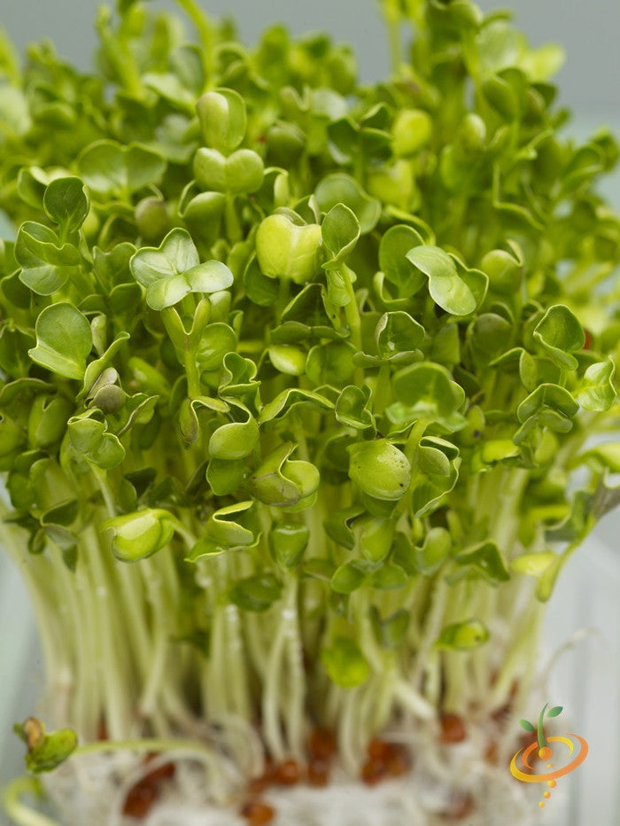 Sprouts/Microgreens - Radish, Classic.