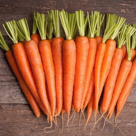 Carrot - Tendersweet, 7" Long - SeedsNow.com