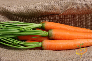 Carrot - Tendersweet, 7" Long.