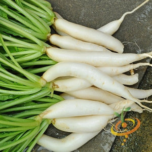 Radish - Japanese Minowase/Daikon "Big Root" - SeedsNow.com