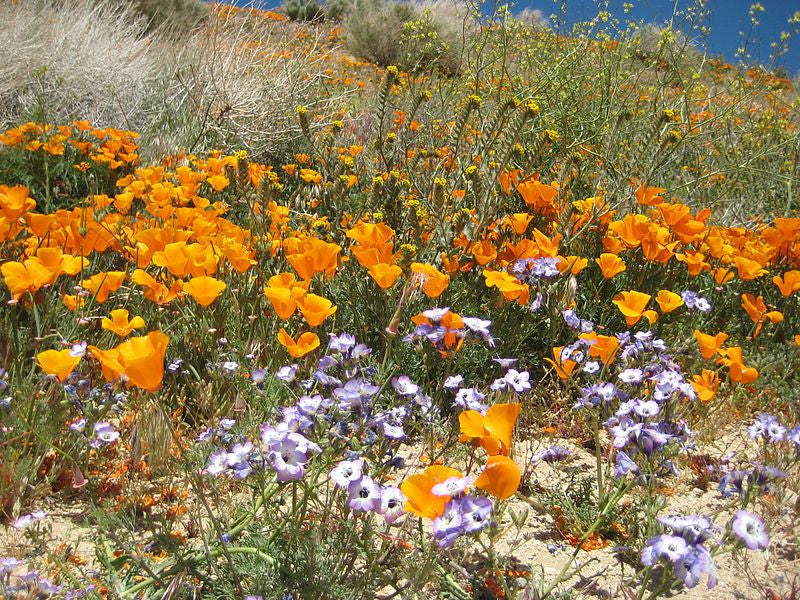 Wildflowers - California Native Scatter Garden Seed Mix - SeedsNow.com