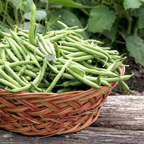 Bean (Bush) - Harvester.