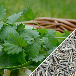 Chervil (French Parsley).