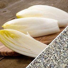 Chicory Witloof vegetable and white seeds on wooden surface