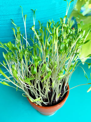 Sprouts/Microgreens - Cilantro/Coriander - SeedsNow.com