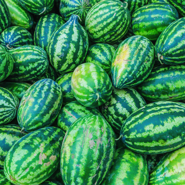 Watermelon - Congo - SeedsNow.com