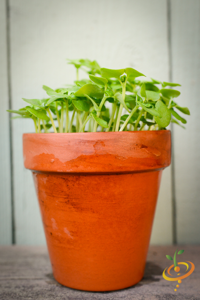 Sprouts/Microgreens - Basil, Green - SeedsNow.com