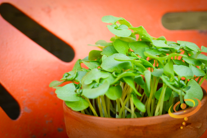 Sprouts/Microgreens - Basil, Green - SeedsNow.com