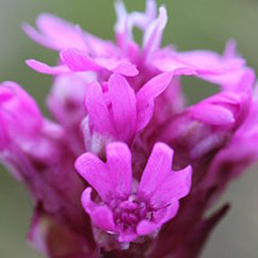 Wildflowers Forever Pink Scatter Garden Seed Mix by SeedsNow, vibrant pink wildflower seeds spread in a garden scene.