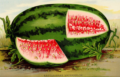 Watermelon - Georgia Rattlesnake - SeedsNow.com