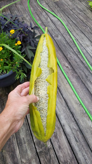 Gourd - Luffa - SeedsNow.com