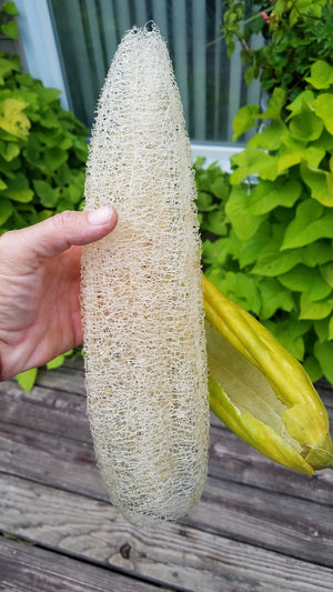 Gourd - Luffa - SeedsNow.com