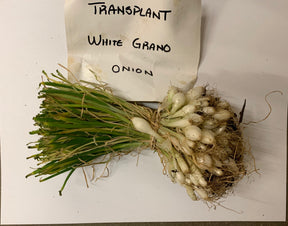 White Grano onion transplant from SeedsNow-Bulb-Onion, showing healthy white onion sets ready for planting.