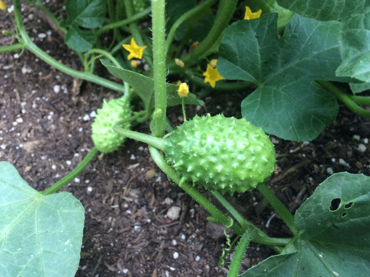 Cucumber - Cucamelon, West Indian Burr Gherkin - SeedsNow.com