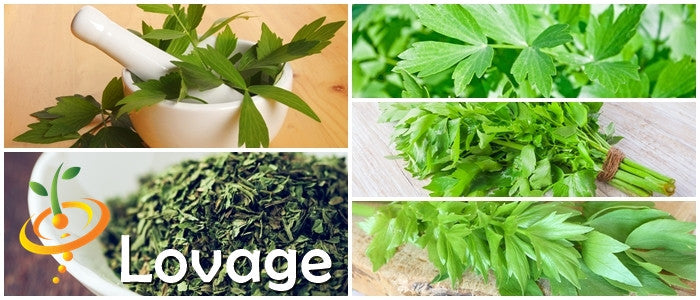 Lovage.