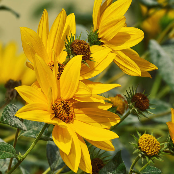 Flowers - Sunflower, Maximillian - SeedsNow.com