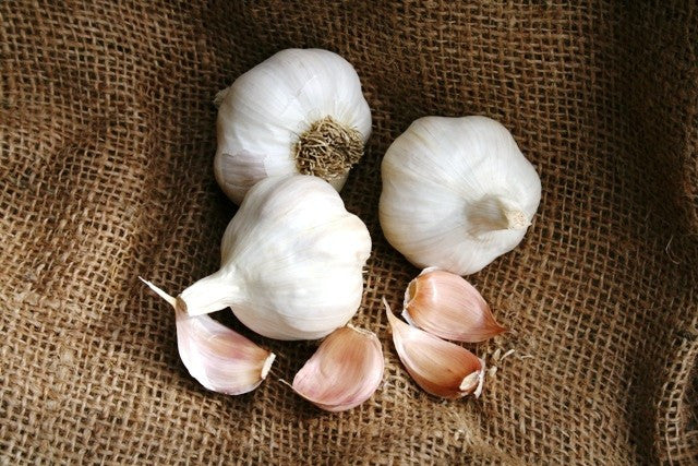 Garlic - (Soft Neck) Nootka Rose.