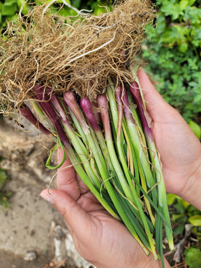 Red onion transplants, OG Ruby variety, from SeedsNow-Bulb-Onion, displayed in a garden setting ready for planting.