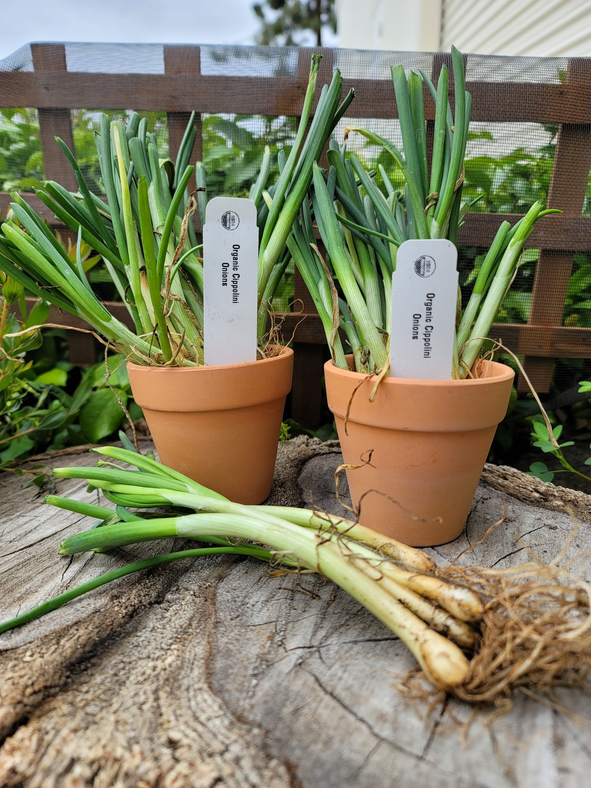 Onion (Transplants) - OG Borettana Cipollini (Long Day) - SeedsNow.com