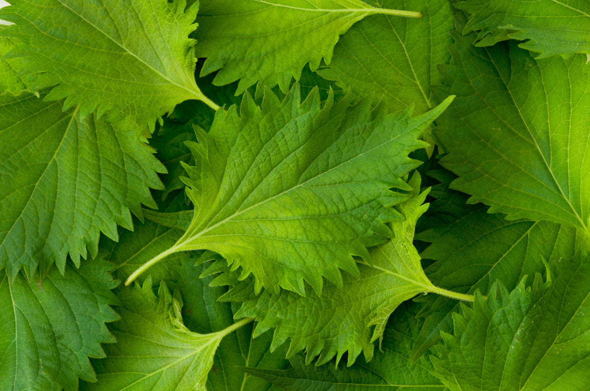 Shiso, Green (Perilla Leaf, Japanese Basil) - SeedsNow.com