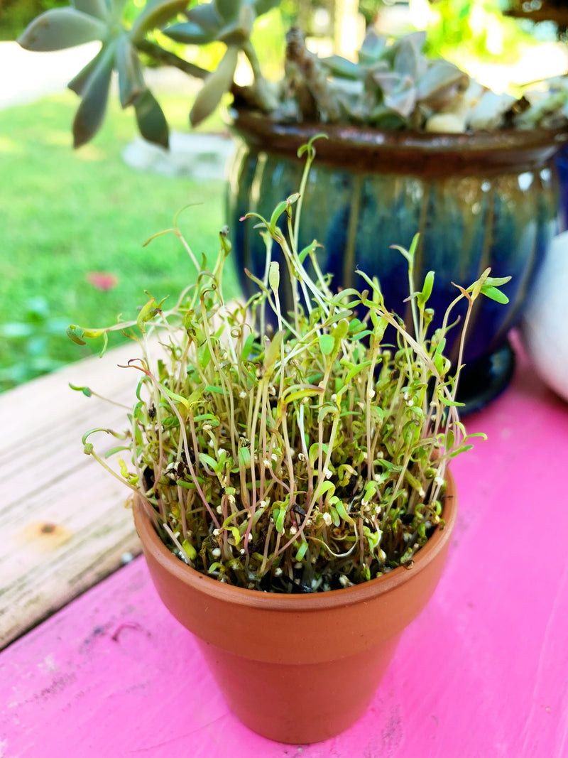 Sprouts/Microgreens - Quinoa - SeedsNow.com