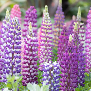 Flowers - Lupine, Russell Mix - SeedsNow.com