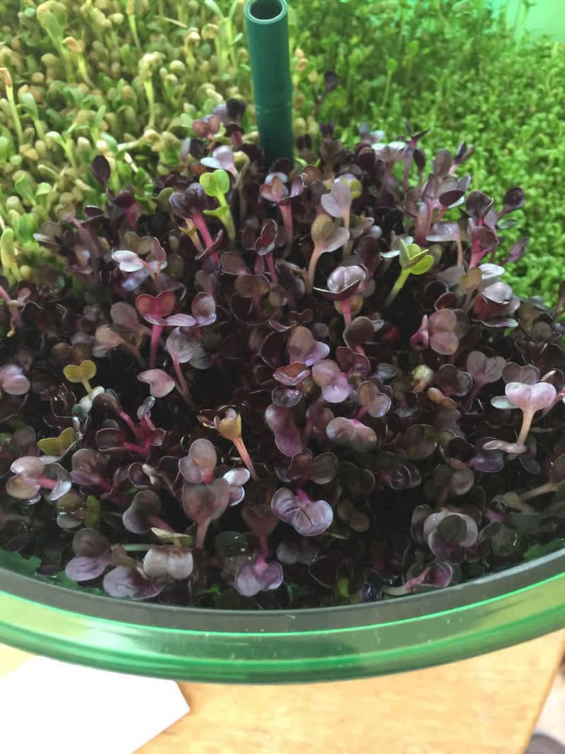 Sprouts/Microgreens - Radish, Rambo (Red) - SeedsNow.com
