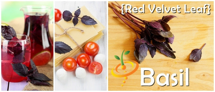 Basil - Red 'Velvet' Leaf.