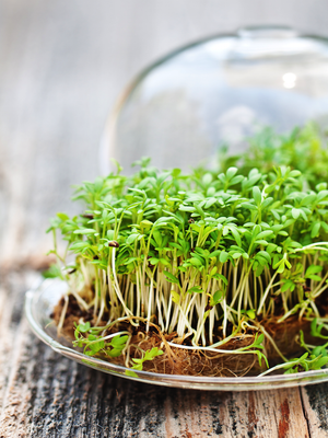 Sprouts/Microgreens - Cress.