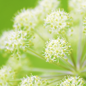 Angelica (Wild Celery / Holy Ghost) - SeedsNow.com