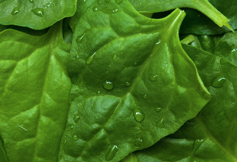 Spinach - New Zealand.