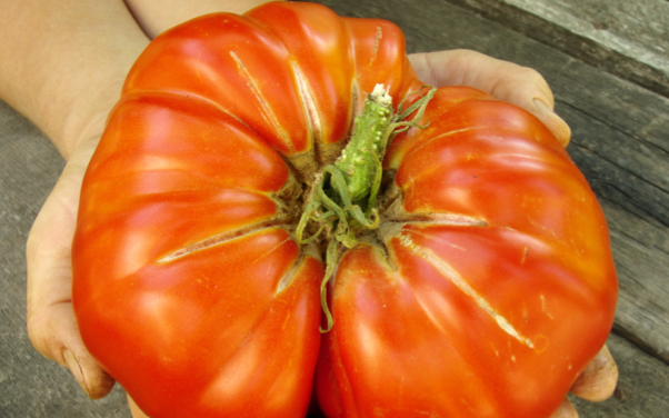 Tomato - Delicious (Indeterminate) - SeedsNow.com