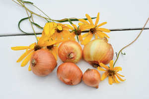 Shallot (sets) - Dutch Yellow - SeedsNow.com